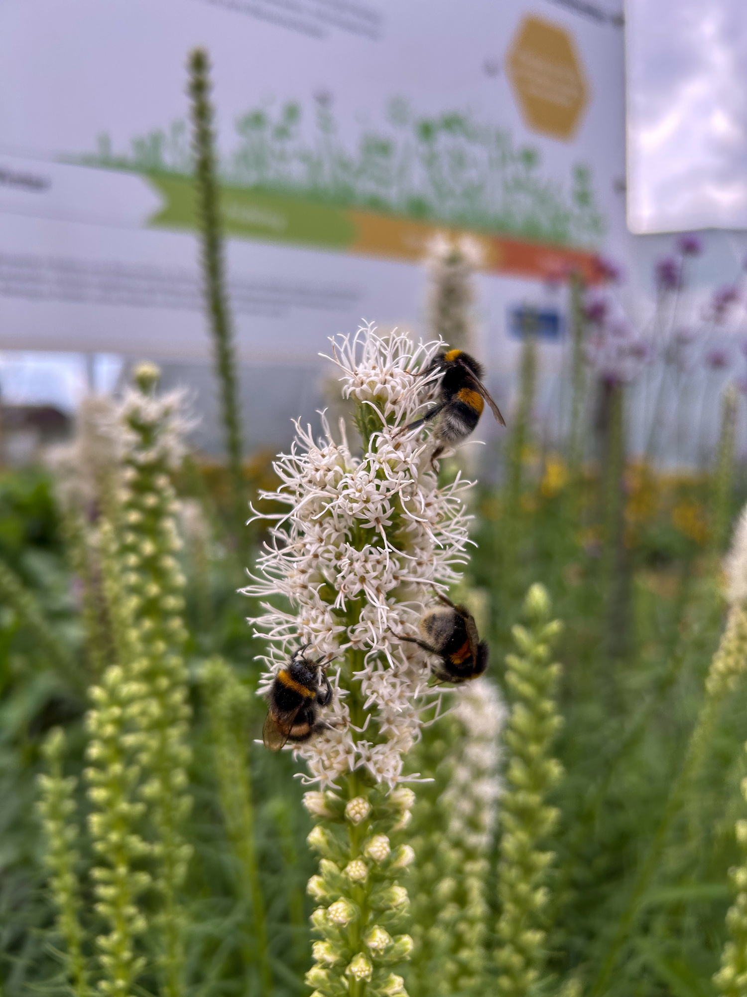 Liatris Alba