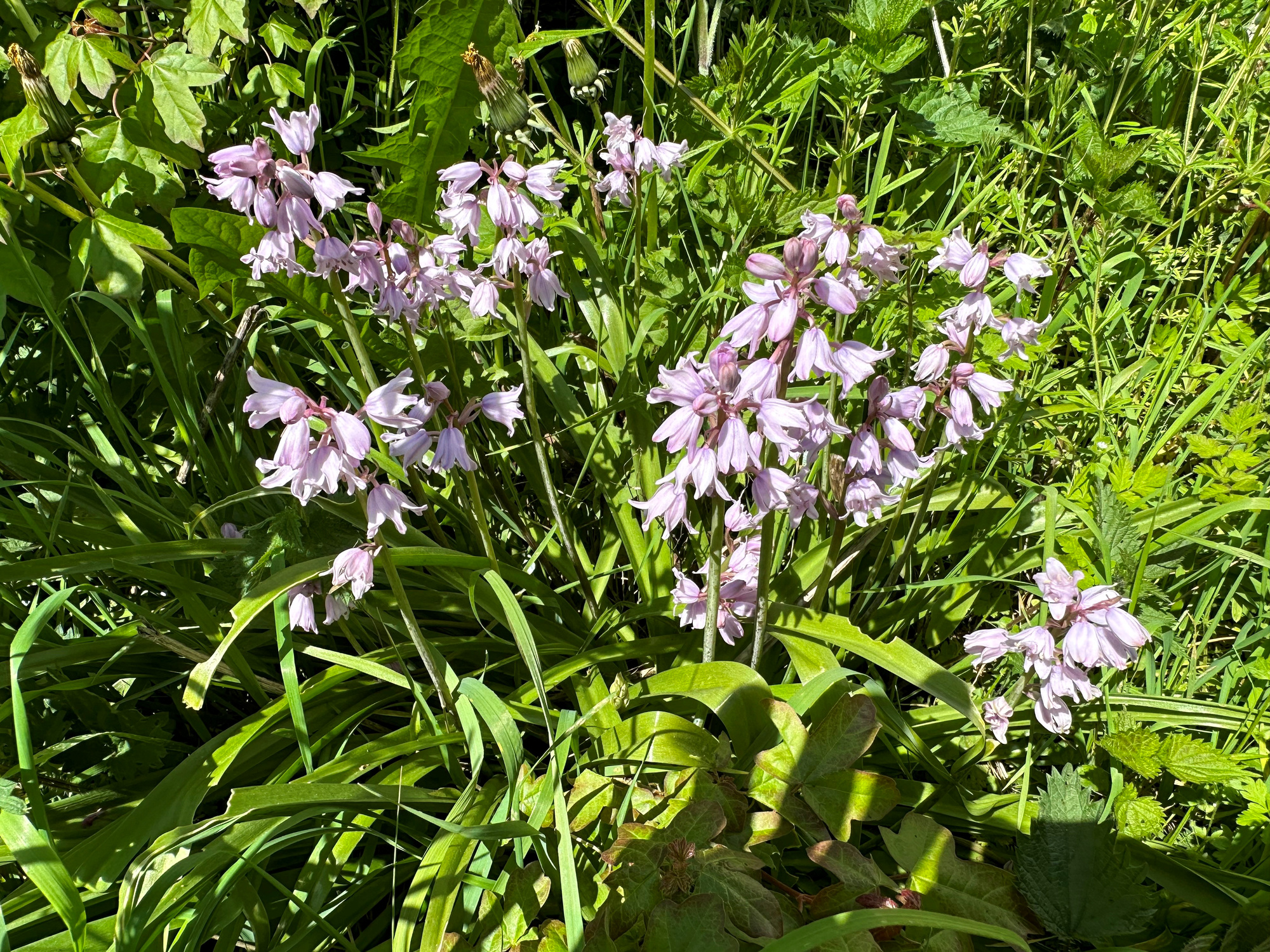 Hyacinthoides hispanica Rose Queen