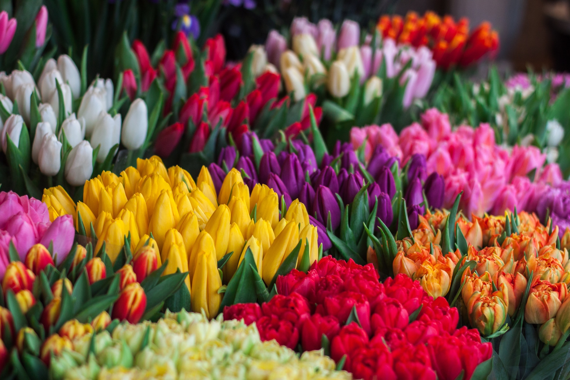 Schnitt-Tulpen Rosa