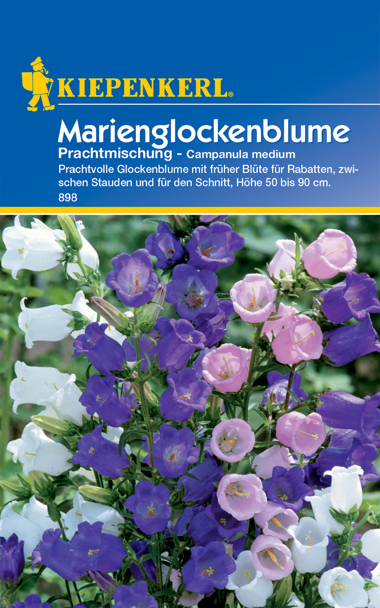 Glockenblume Prachtmischung