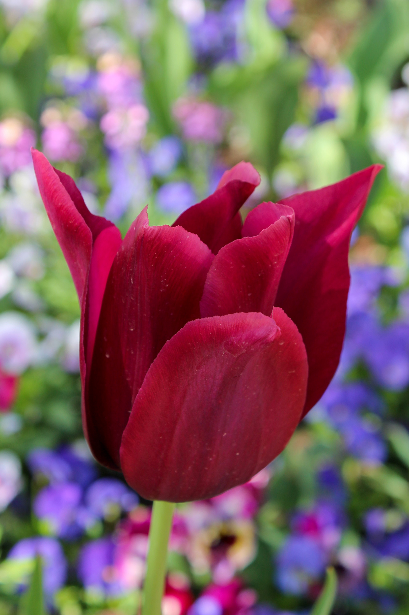 Lilienblütige Tulpen Merlot