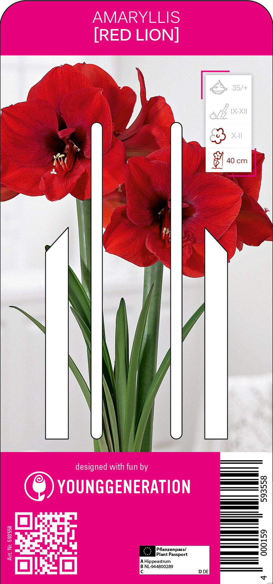 Young Generation Amaryllis Red Lion