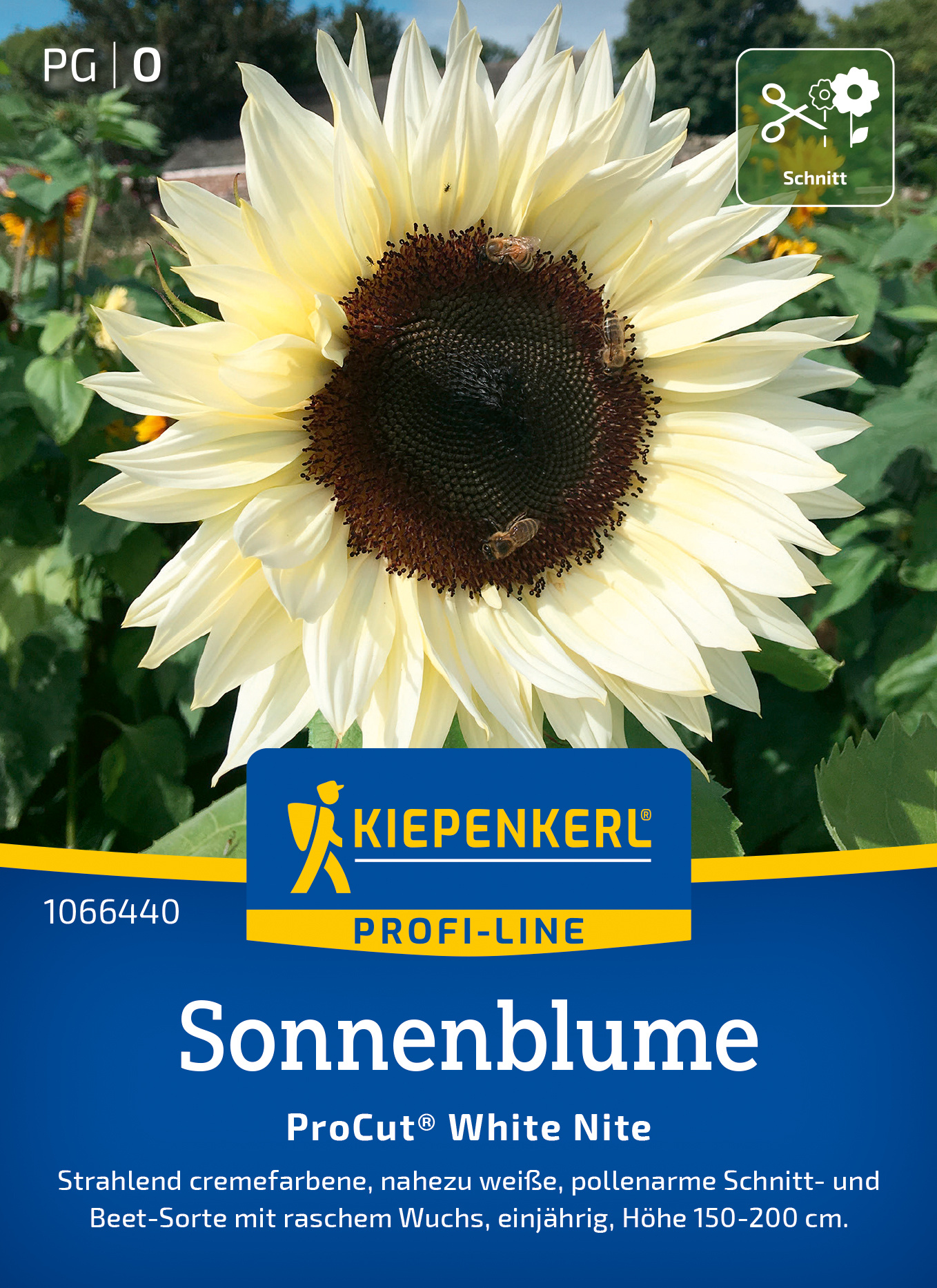 Sonnenblume ProCut® White Nite, F1