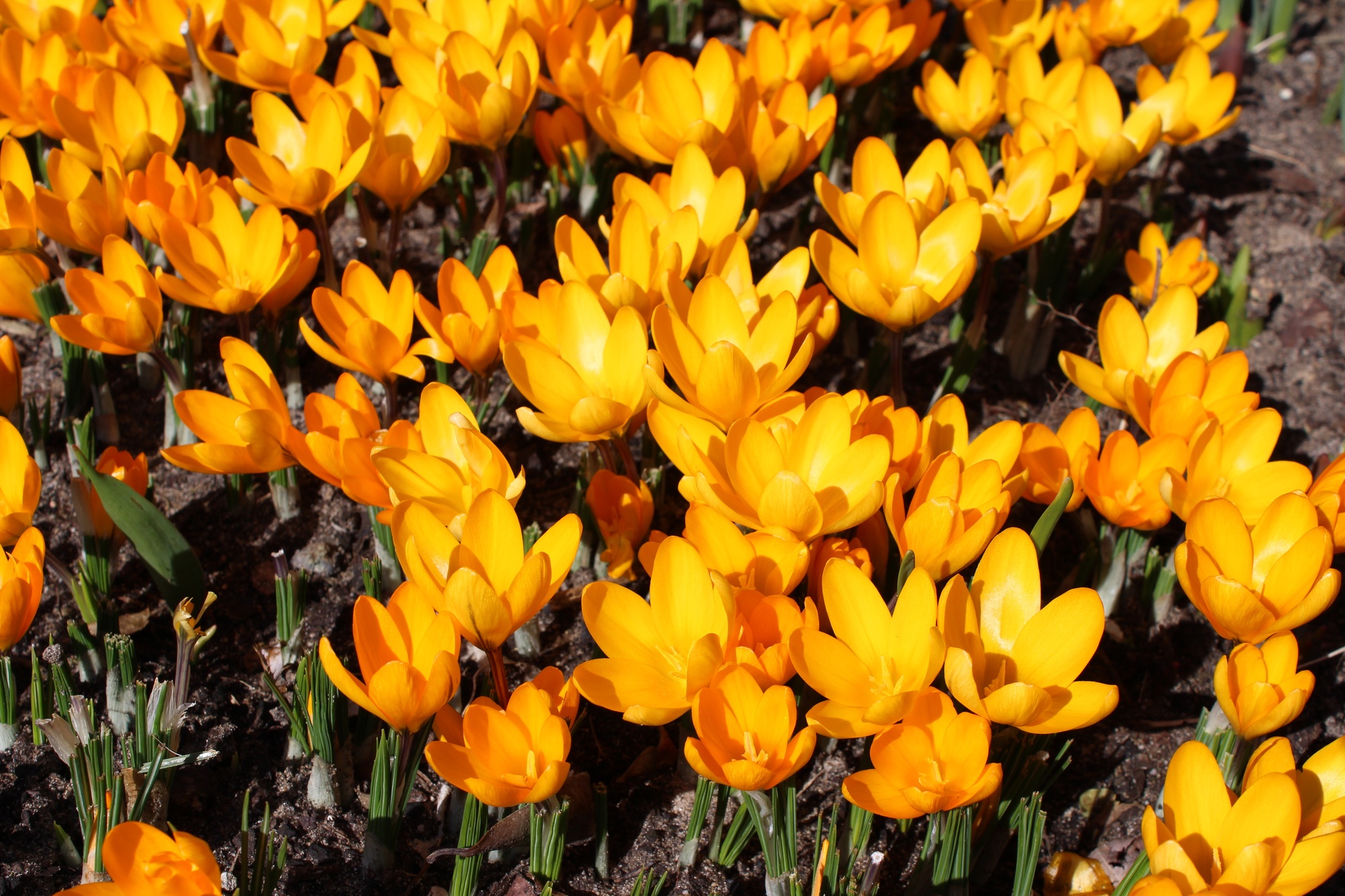 Crocus chrysanthus Goldilocks