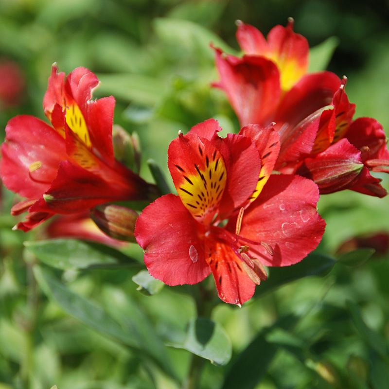 Alstroemeria Mars