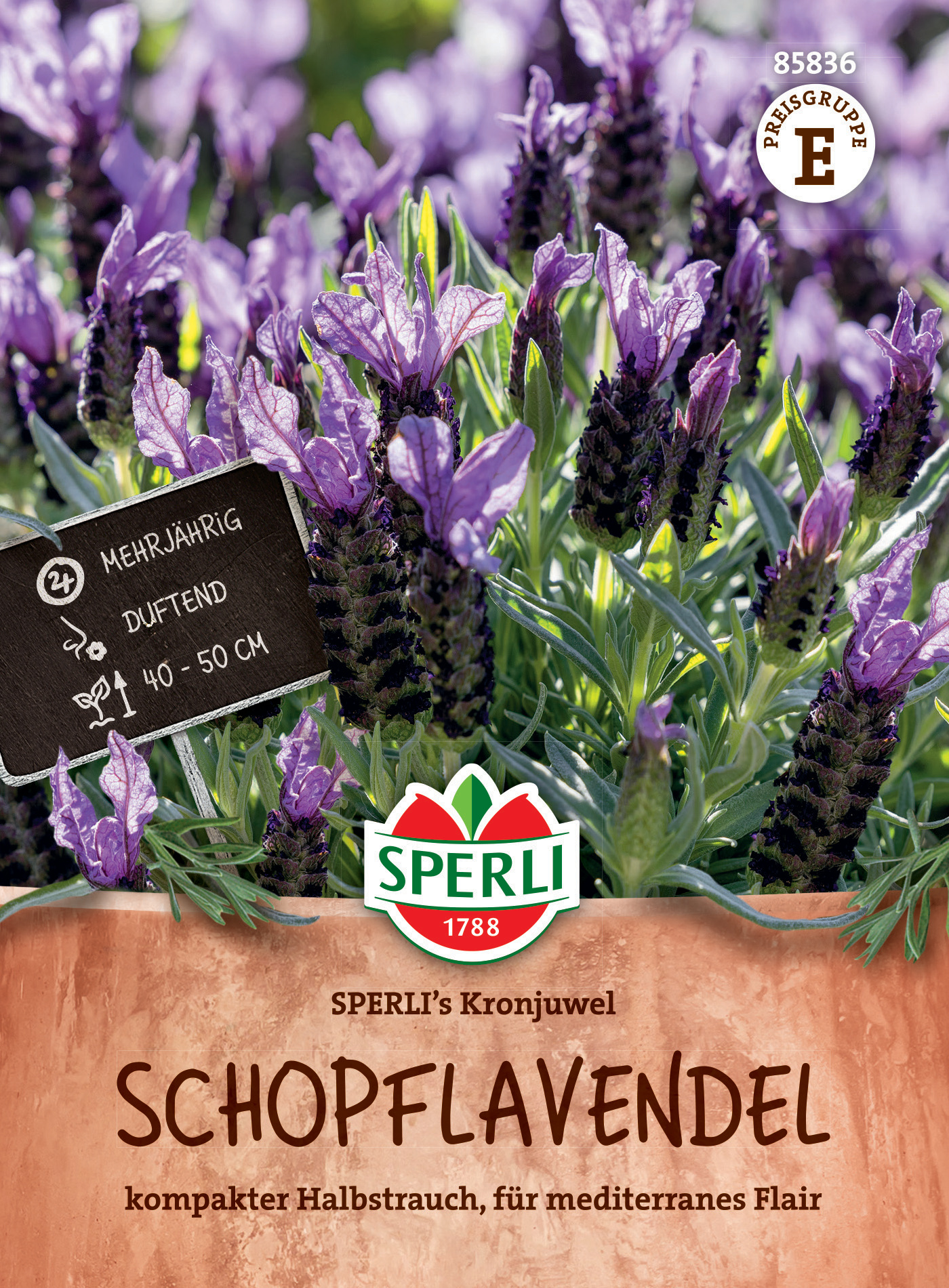 Schopflavendel SPERLI's Kronjuwel