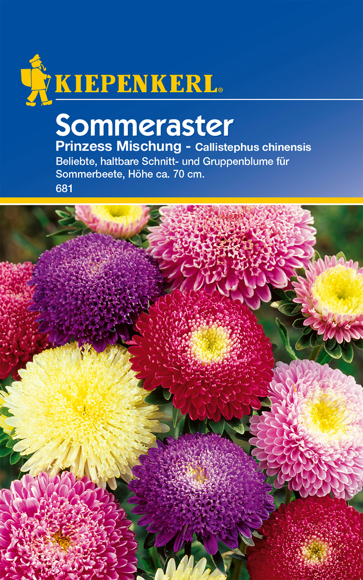 Sommeraster Prinzess Mischung