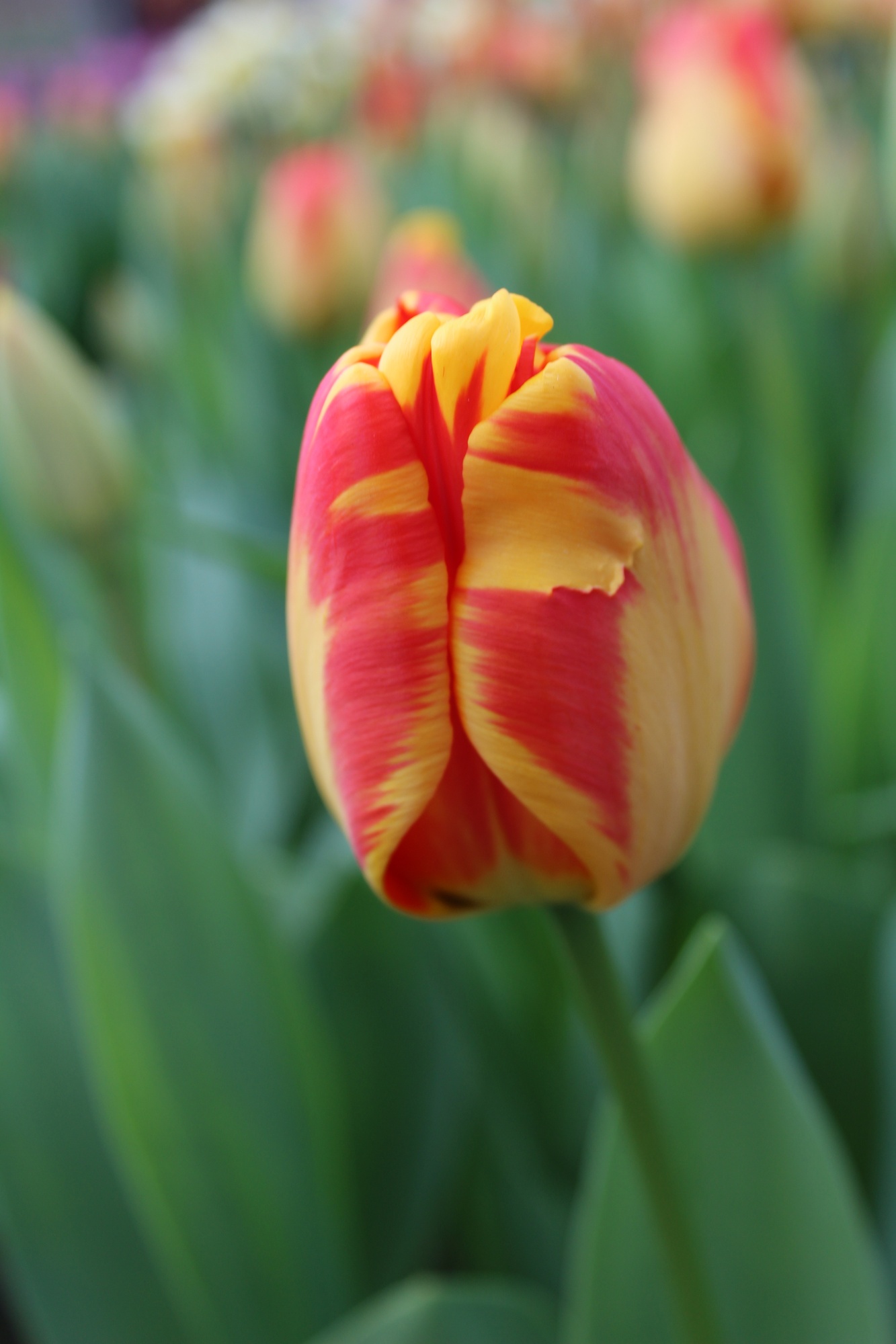 Darwin-Hybrid-Tulpen Banja Luka