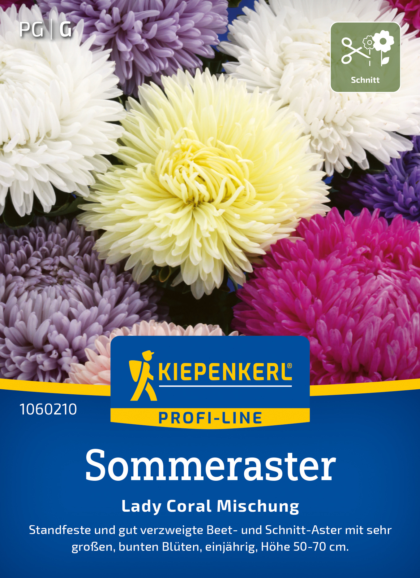 Sommeraster Lady Coral Mischung