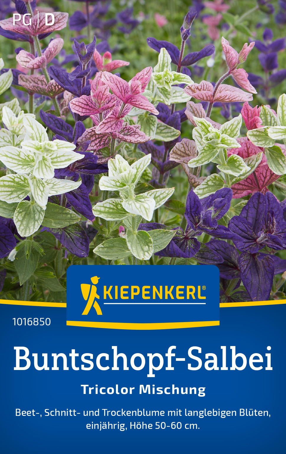 Buntschopf-Salbei Tricolor Mischung