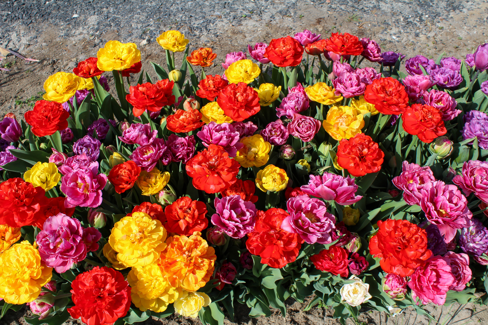 Gefüllte Späte Tulpen Mischung