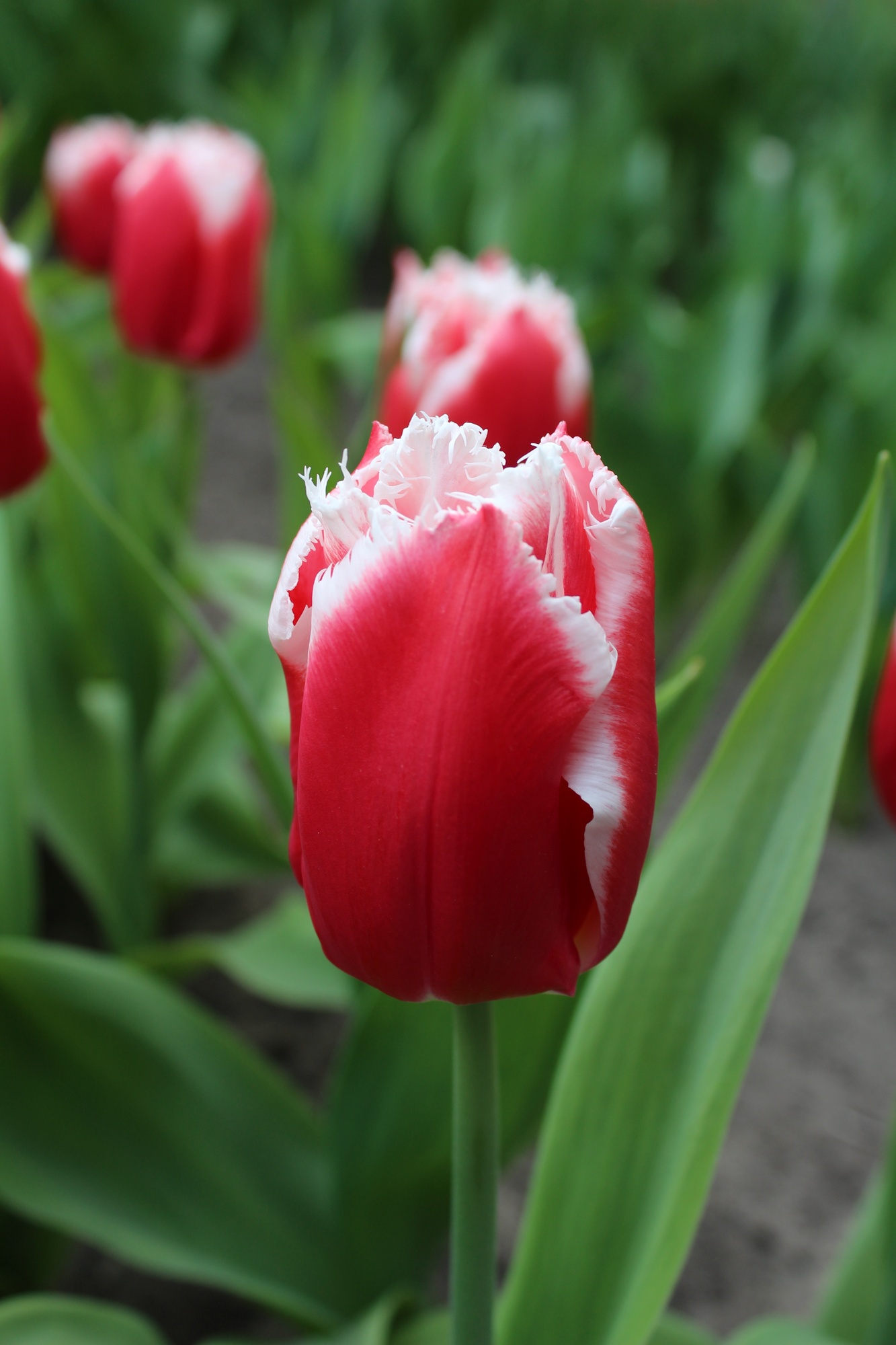 Gefranste Tulpen Canasta