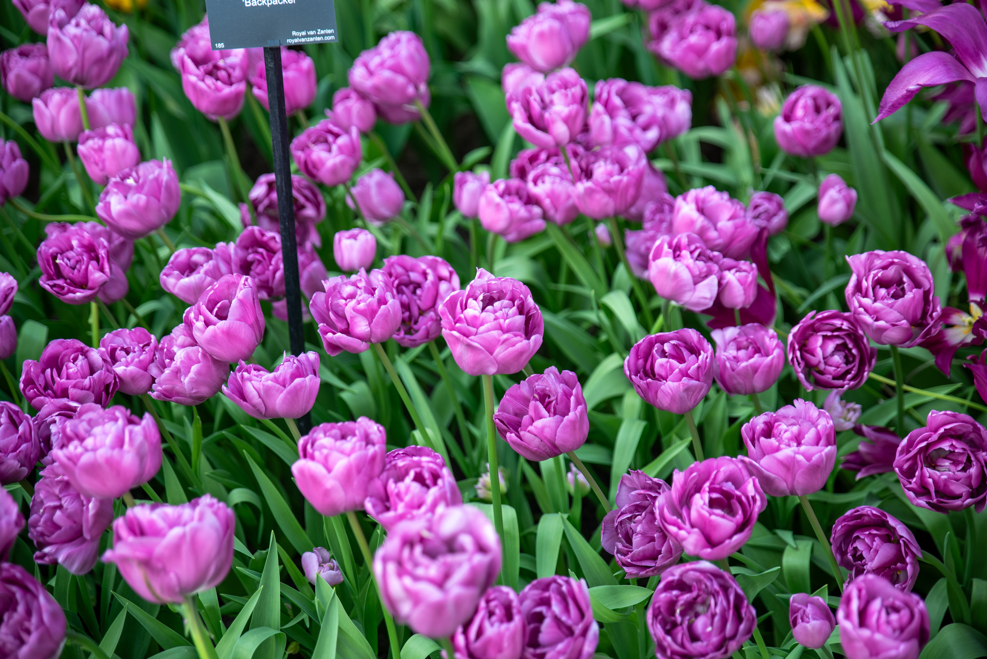 Gefüllte Späte Tulpen Backpacker