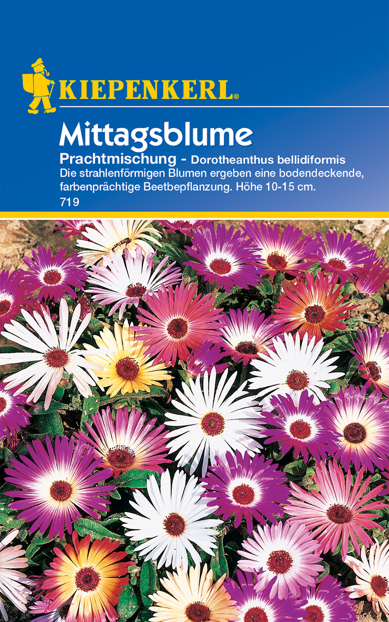 Mittagsblume Prachtmischung