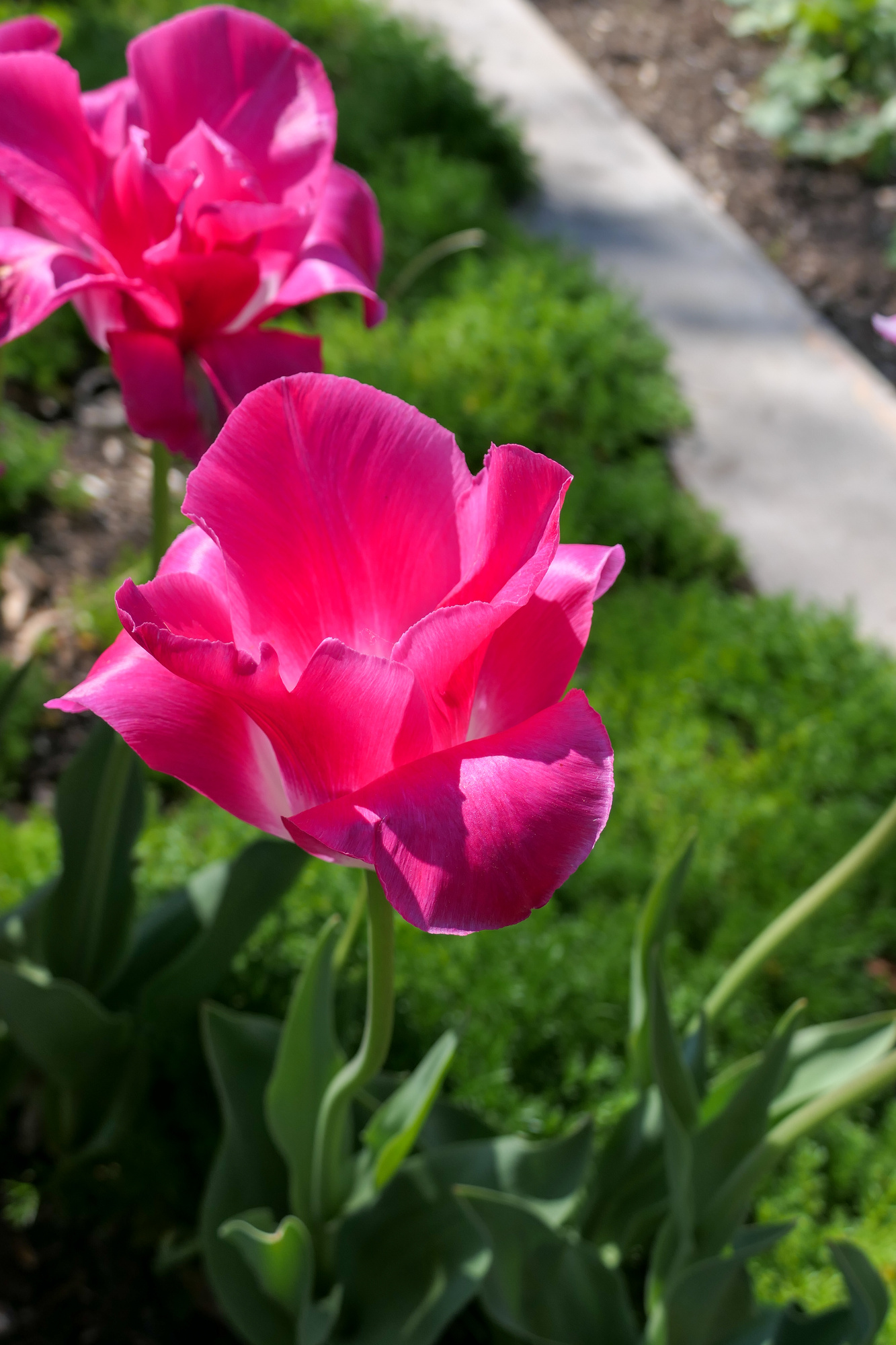 Einfache Späte Tulpen Sauternes