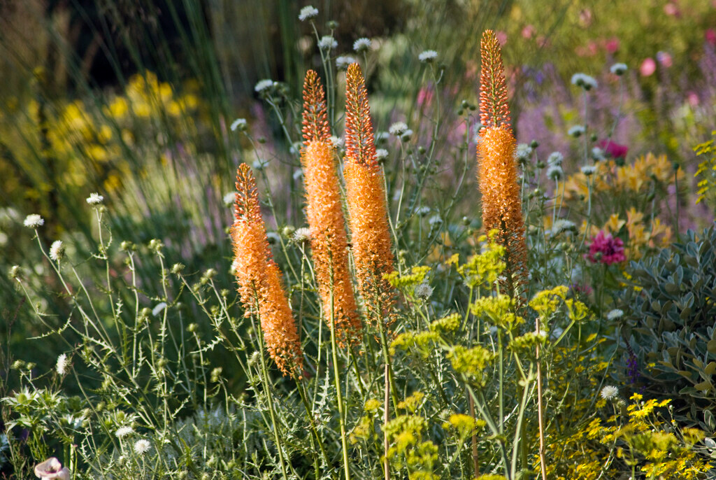 Eremurus isabellinus Cleopatra