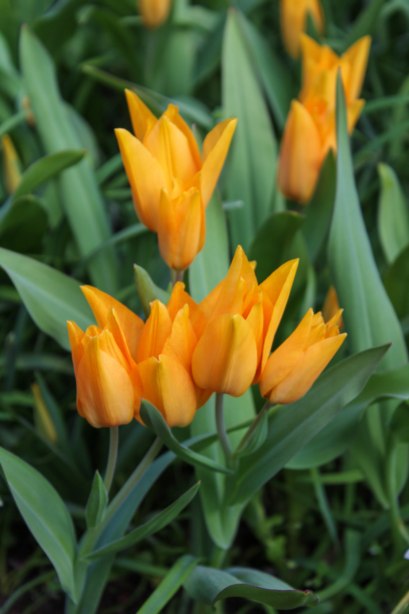 Botanische Tulpen T. praestans Shogun