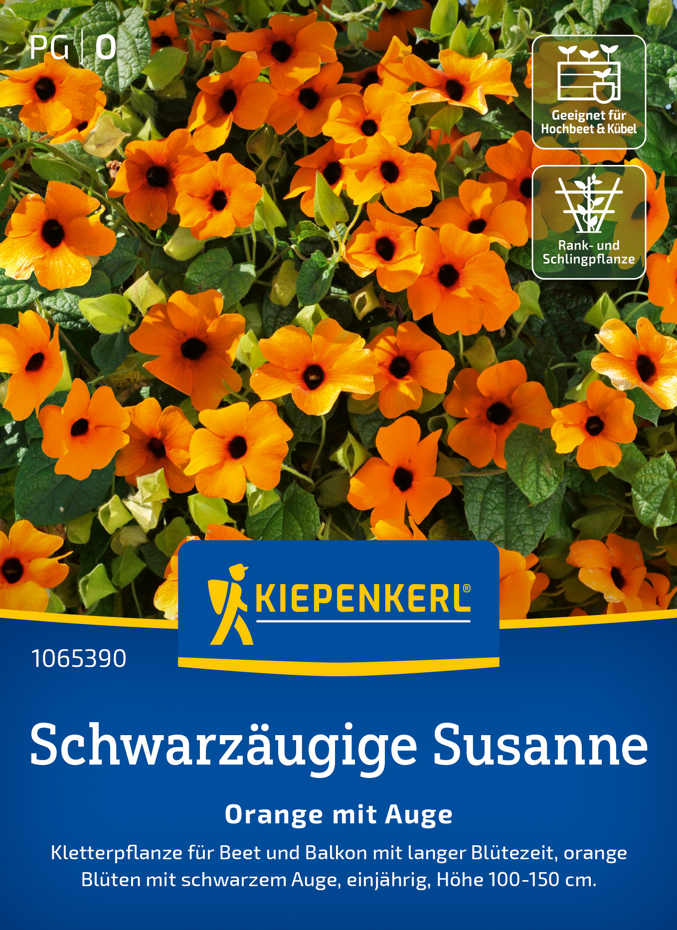 Schwarzäugige Susanne Orange mit Auge