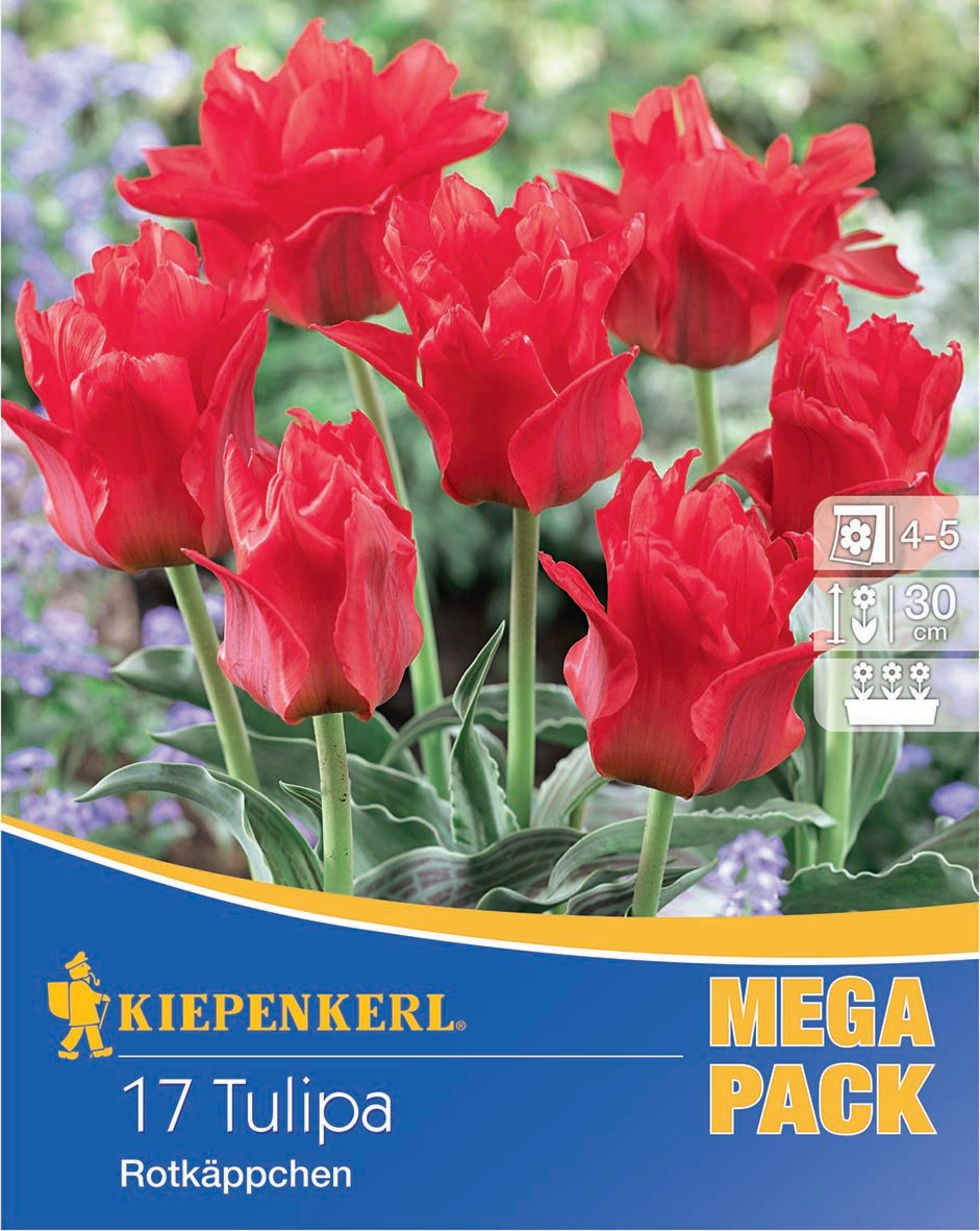 Mega-Pack Greigii-Tulpen Rotkäppchen