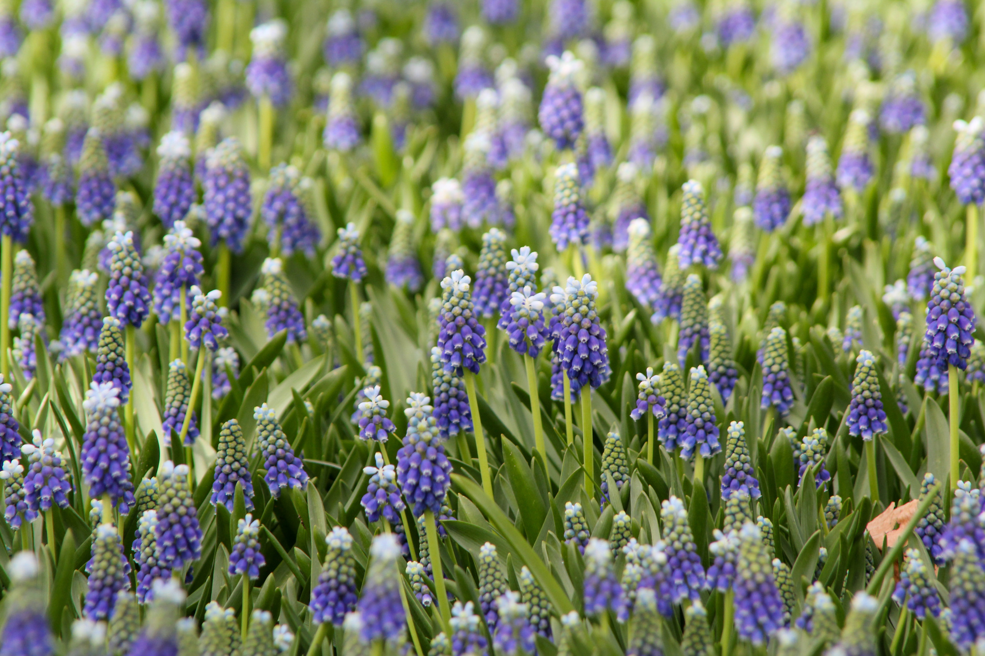 Muscari armeniacum Touch of Snow