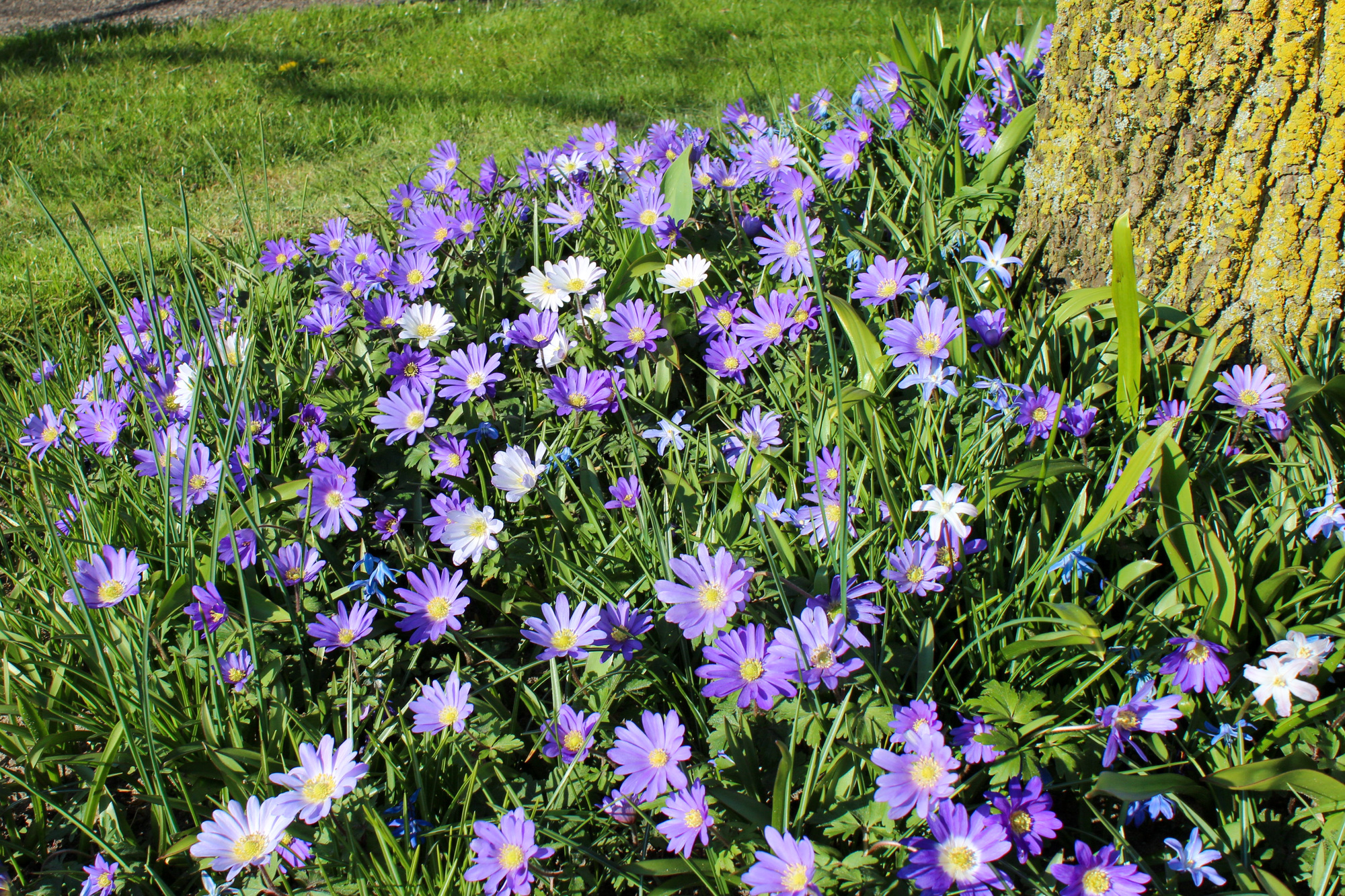 Anemone blanda Blue Shades