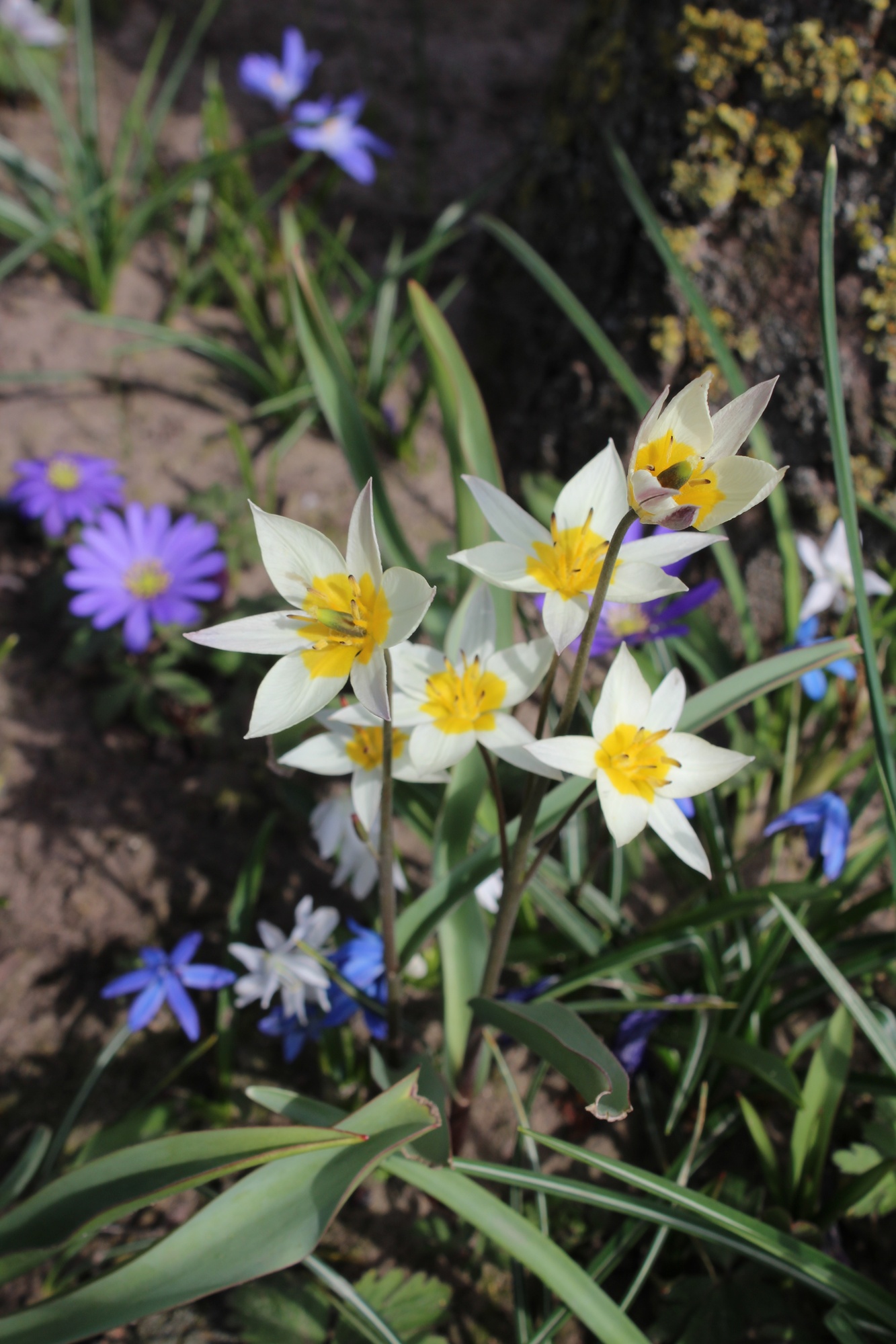 Botanische Tulpen T. turkestanica