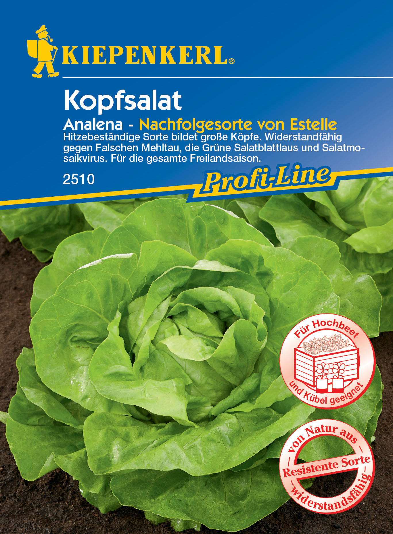 Kopfsalat Analena