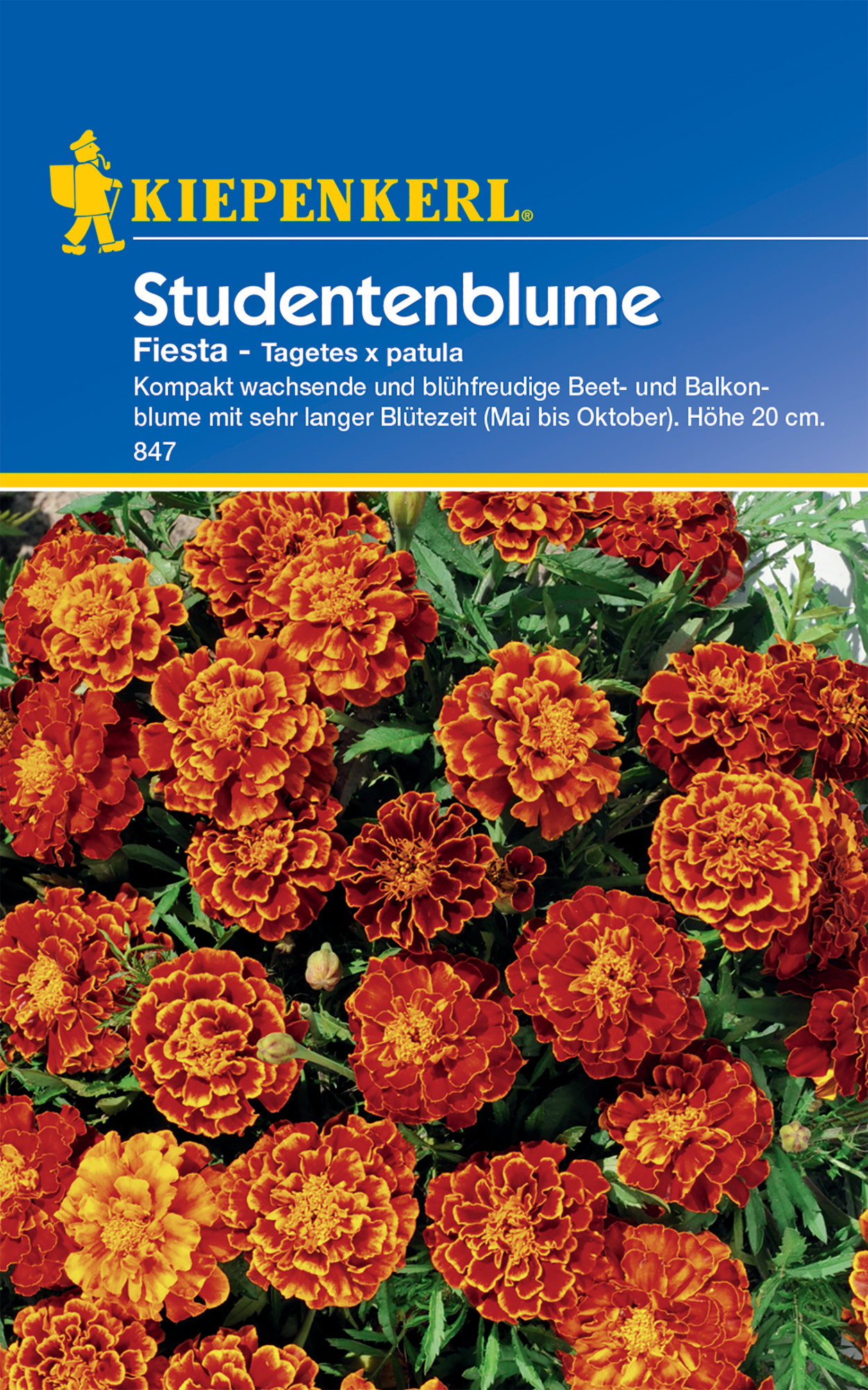 Studentenblume Fiesta