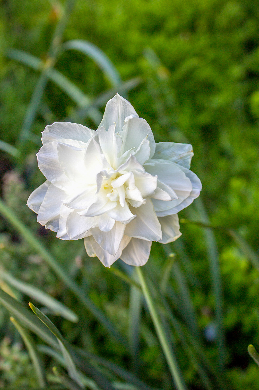 Gefüllte Narzissen White Marvel