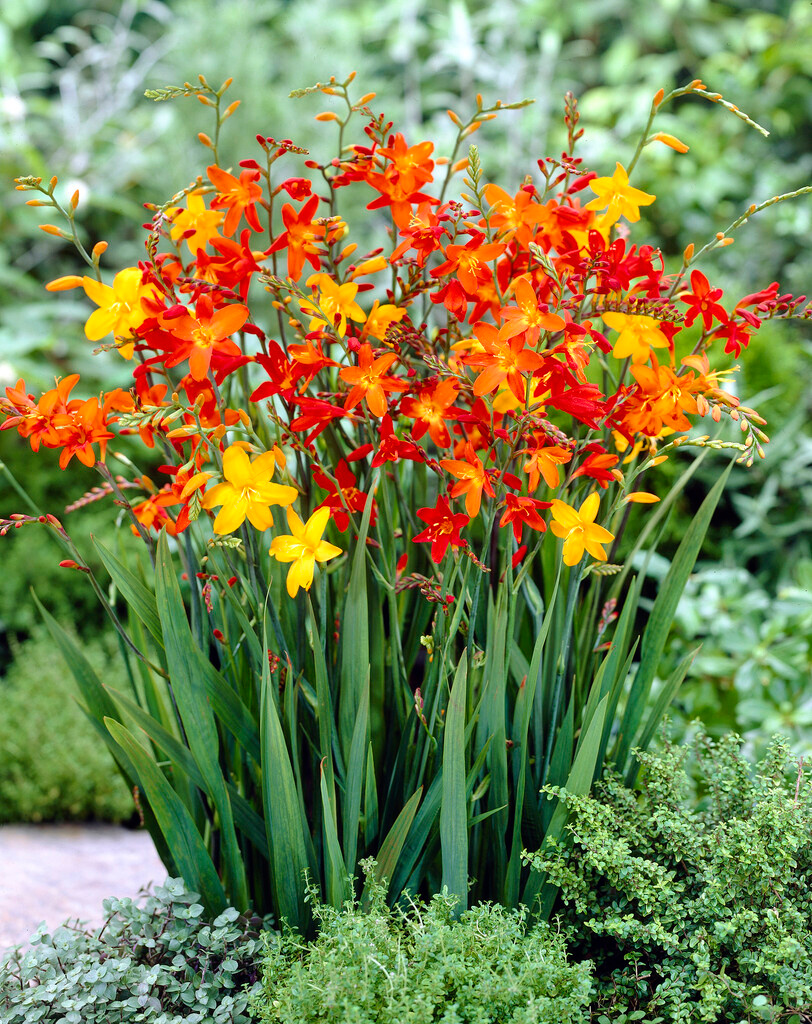 Crocosmien Kleinblütige Mischung