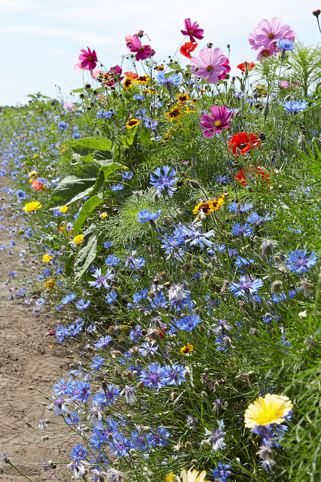 Blütenpracht am Wegesrand