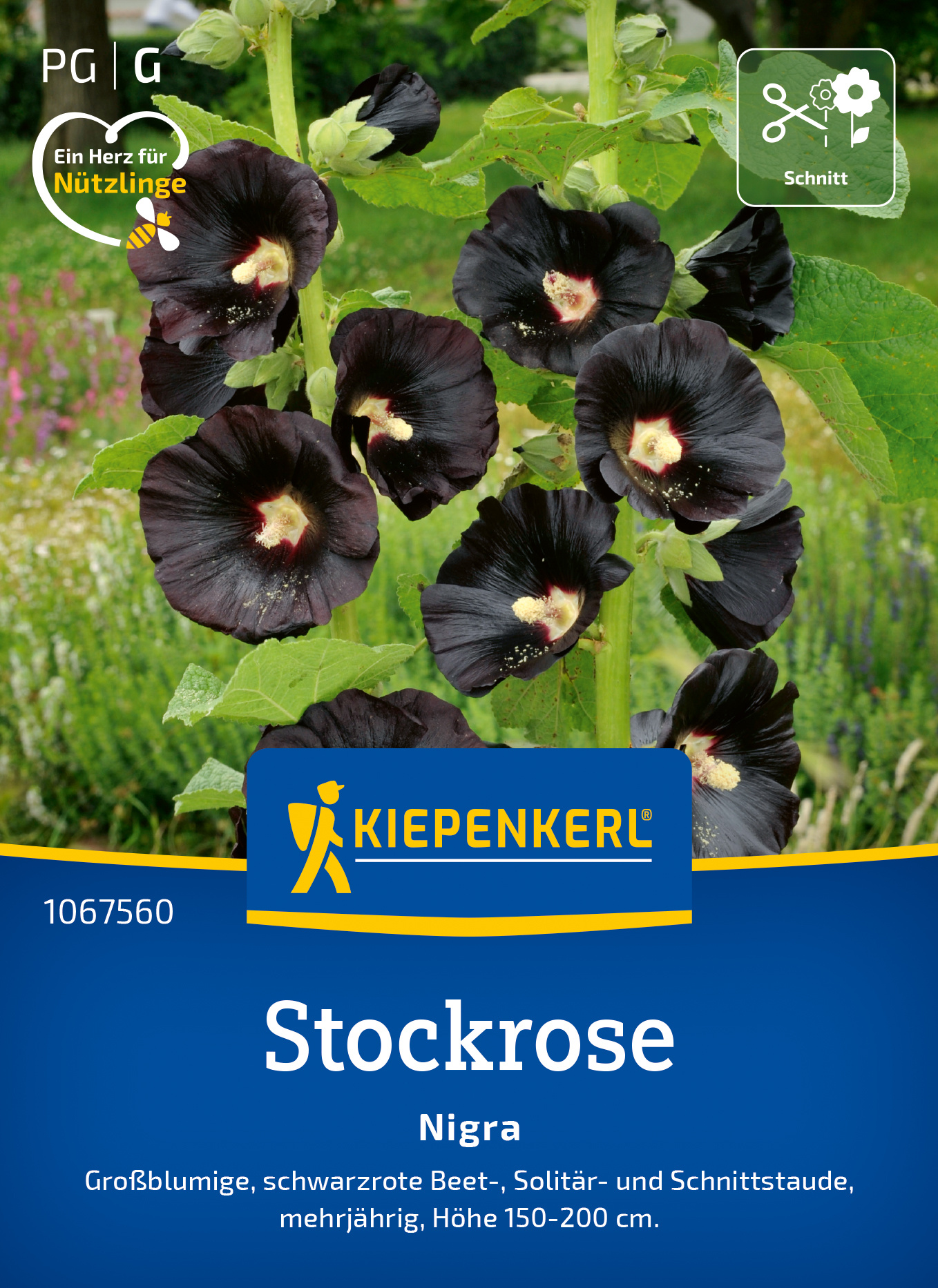 Stockrose Nigra