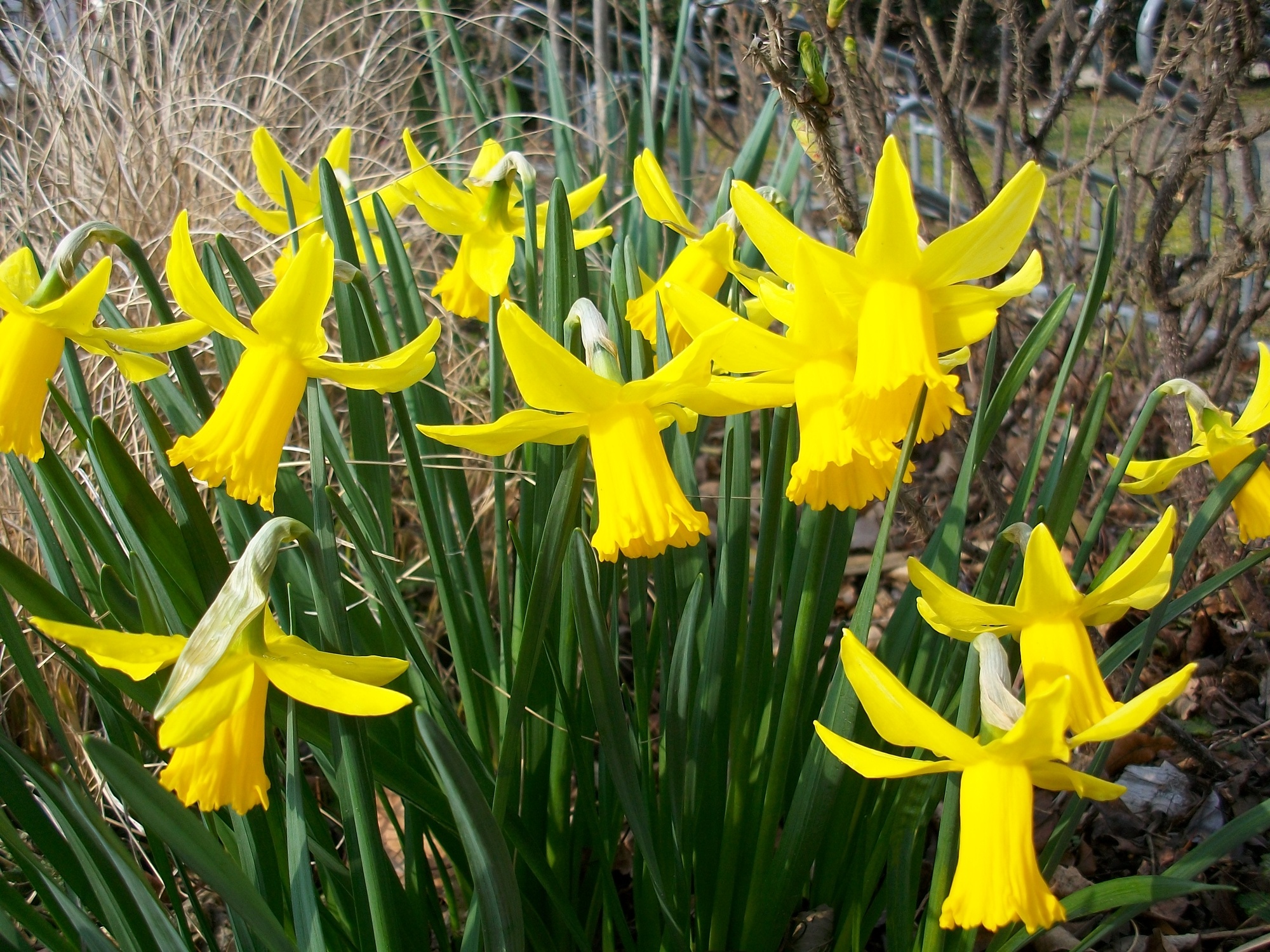 Cyclamineus-Narzissen February Gold