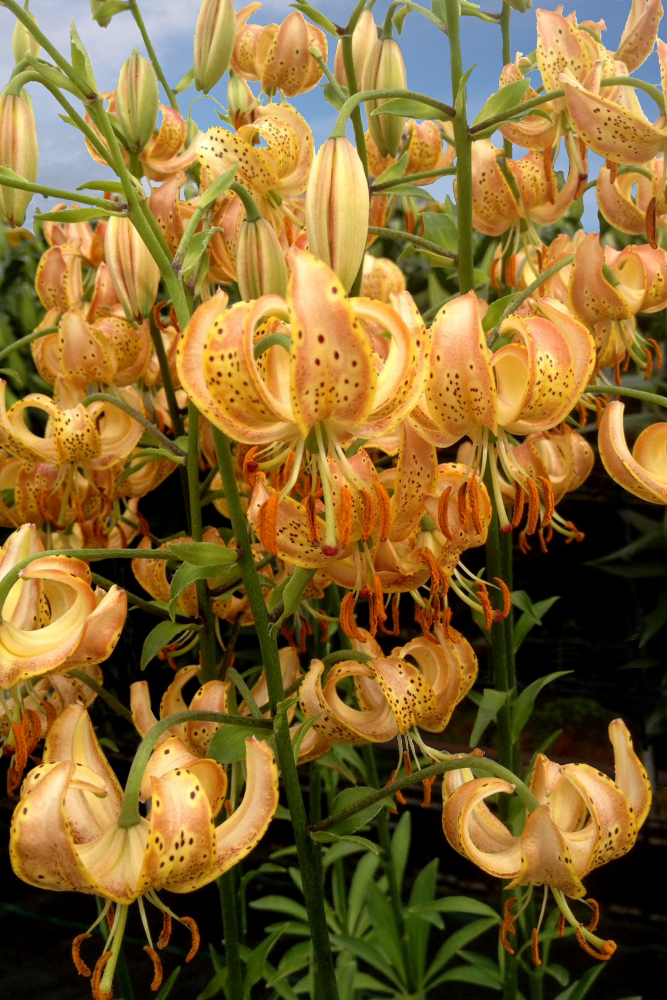 Lilium martagon Peppard Gold