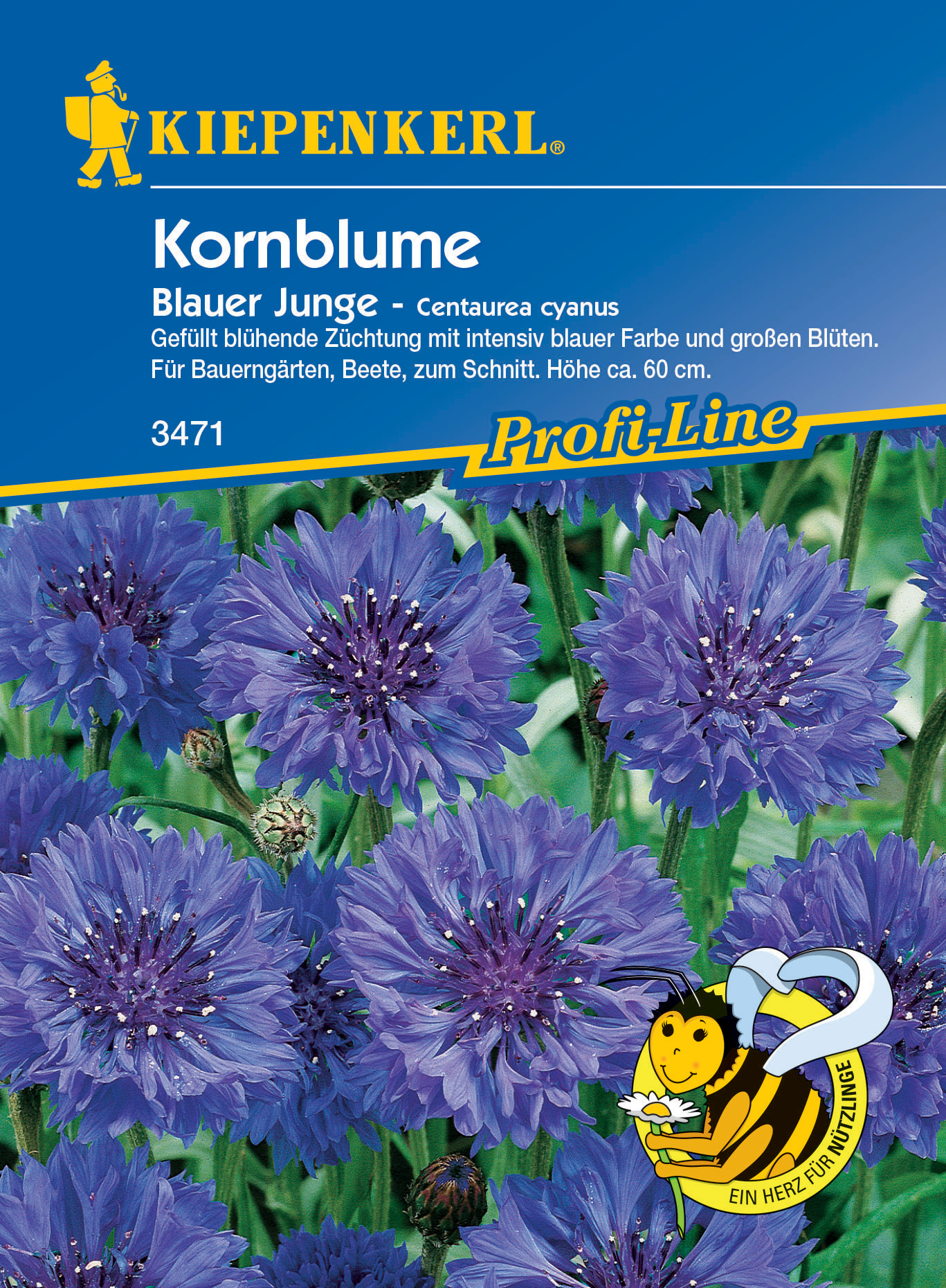 Kornblume Blauer Junge