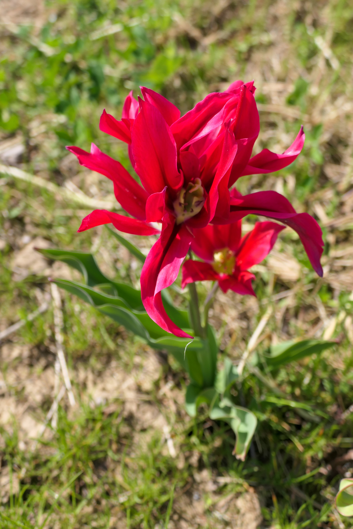 Viridiflora-Tulpen Doll's Minuet