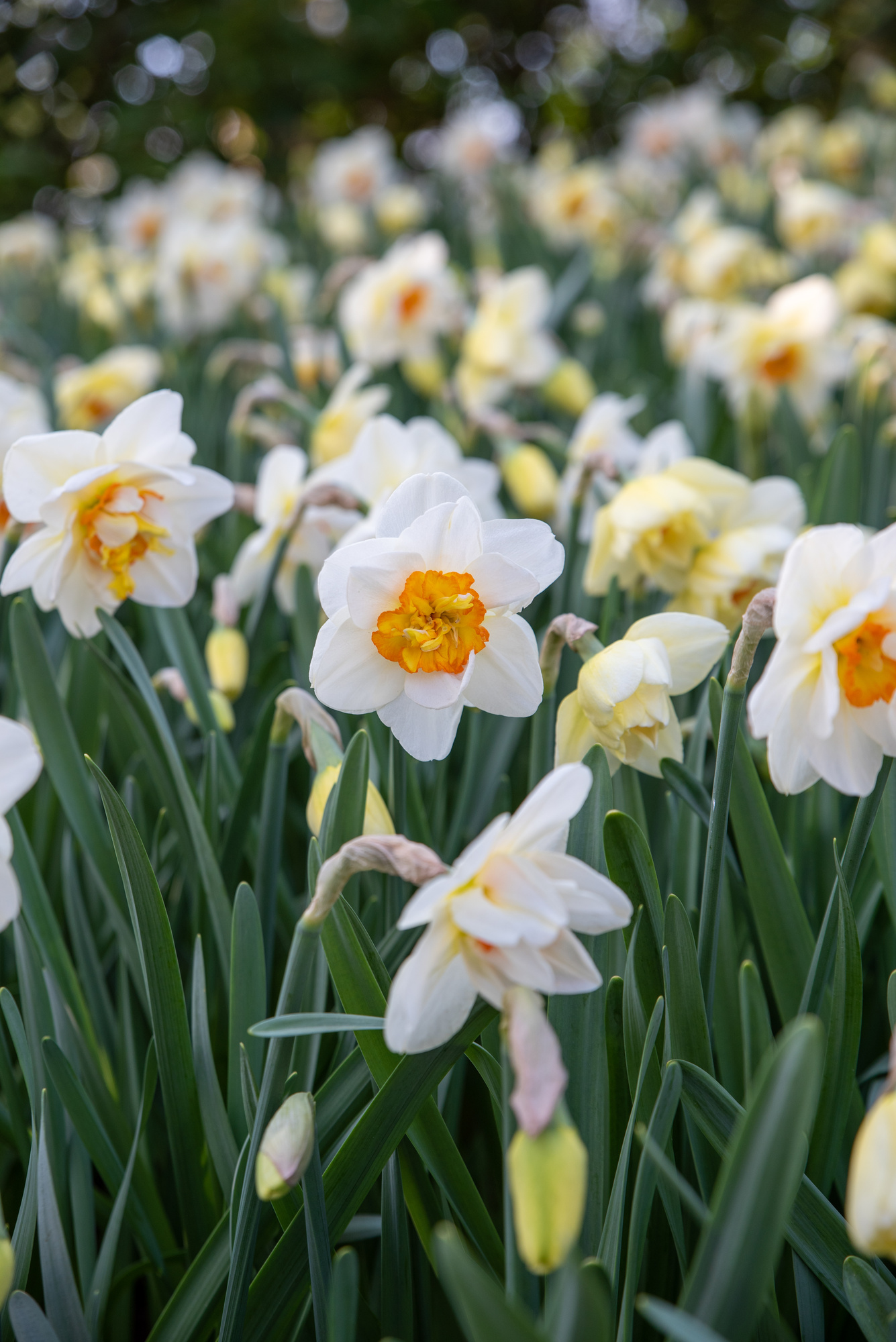 Gefüllte Narzissen Flower Drift