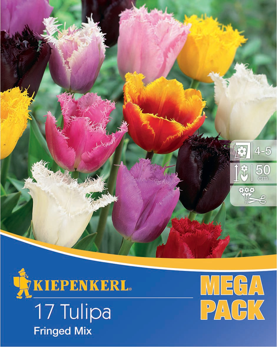 Mega-Pack Gefranste Tulpen Mischung