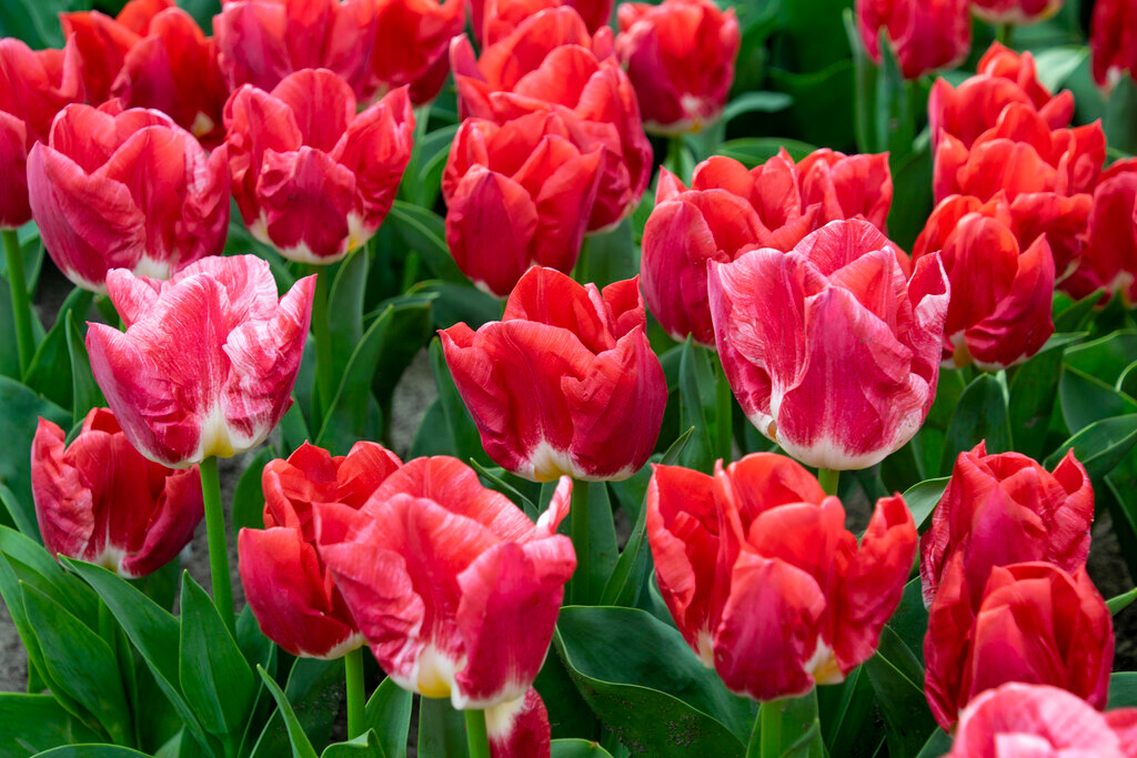 Triumph-Tulpen Calgary Red