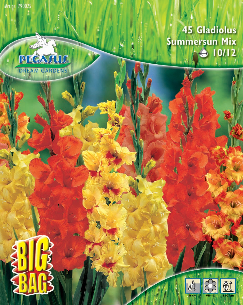 Gladiole Summersun Mix