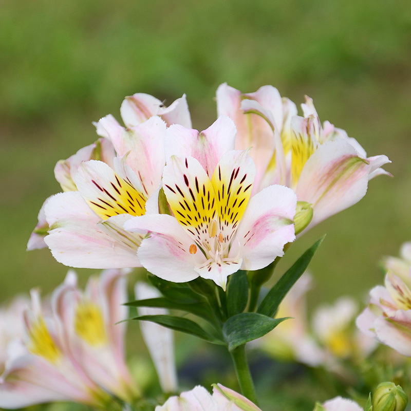 Alstroemeria Venus