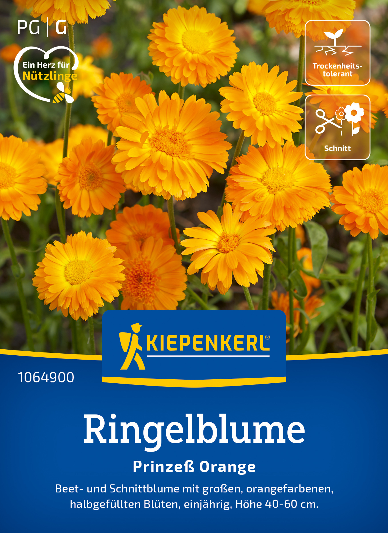 Ringelblume Prinzeß Orange