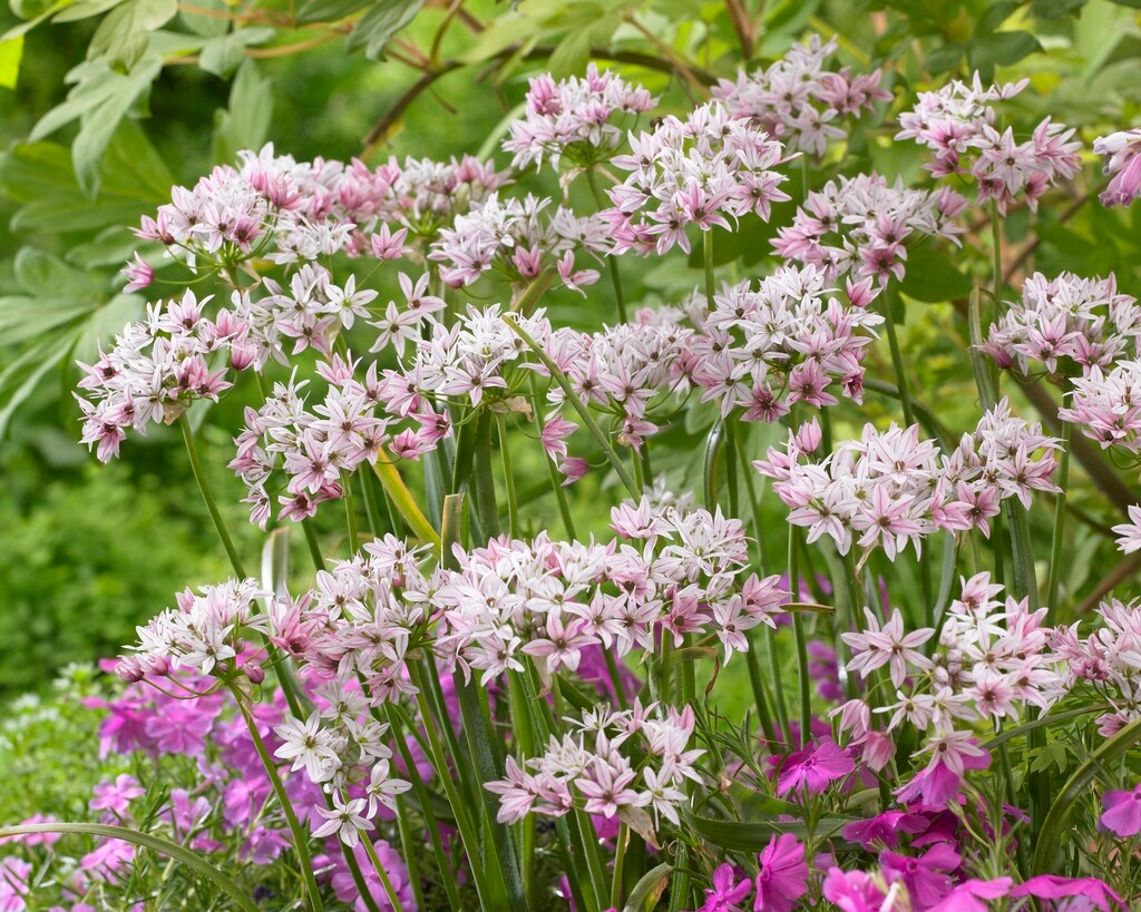 Allium trifoliatum Cameleon