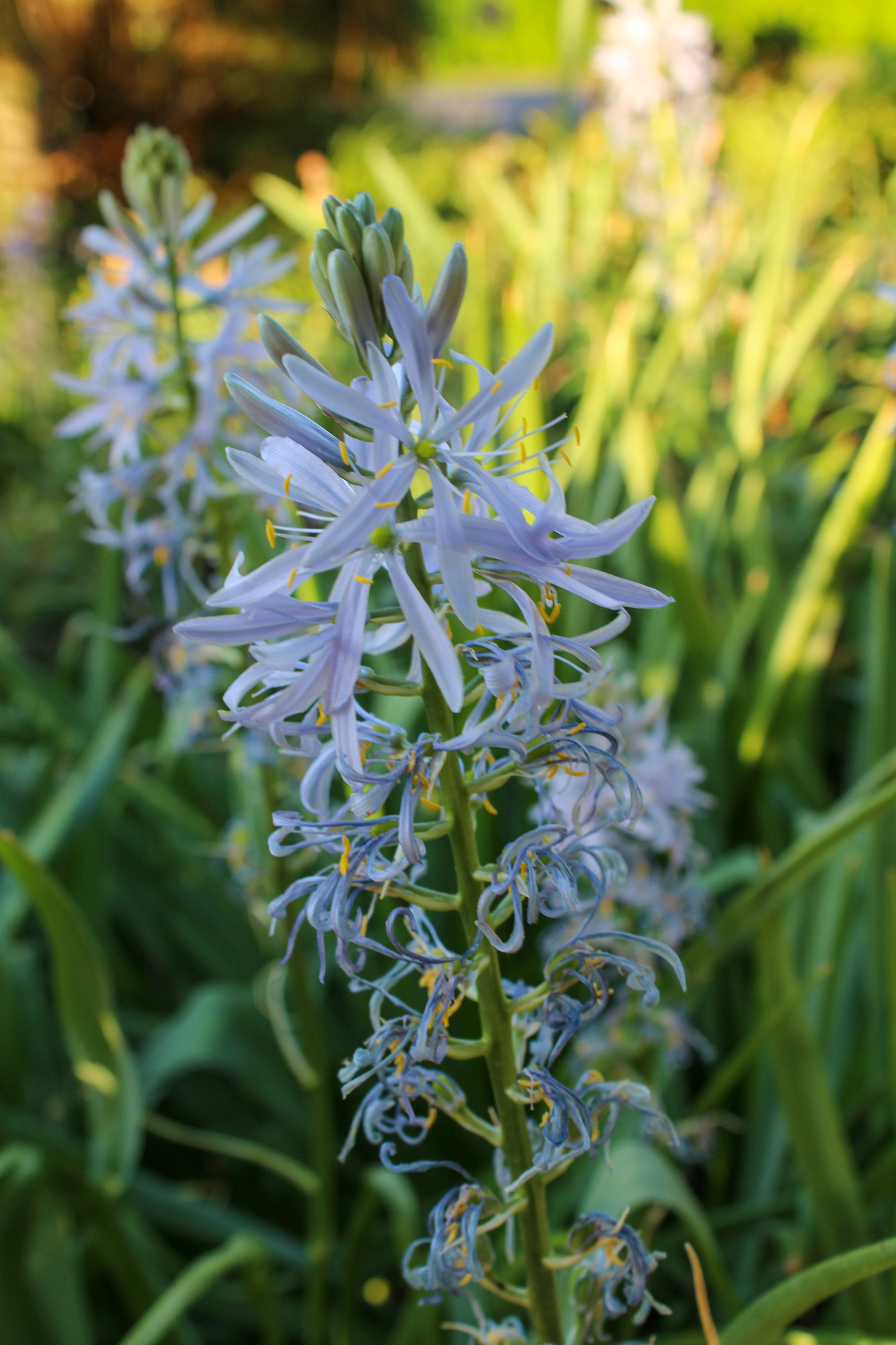 Camassia cusickii